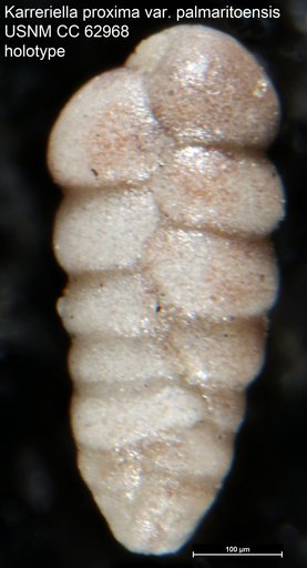 Karreriella proxima var. palmaritoensis Bermudez, 1949