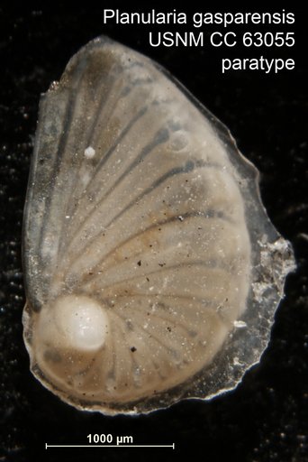 Planularia gasparensis Bermúdez, 1949