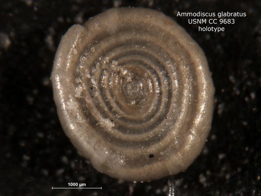 Ammodiscus glabratus Cushman & Jarvis, 1928