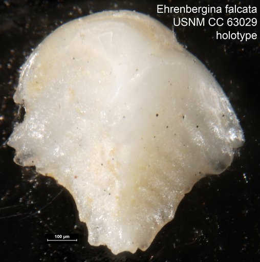 Ehrenbergina falcata Bermúdez, 1949
