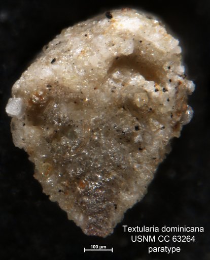 Textularia dominicana Bermúdez, 1949