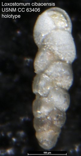 Loxostomum cibaoensis Bermúdez, 1949