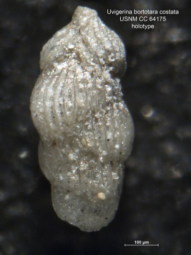 Uvigerina bortotara var. costata Dorreen, 1948