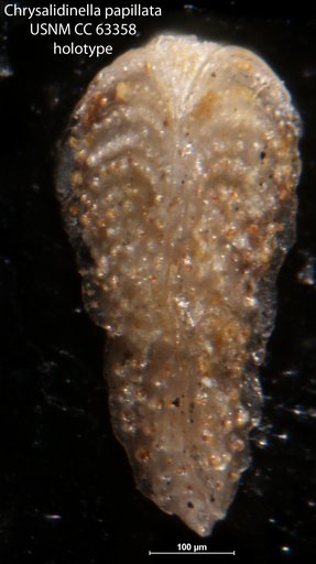 Chrysalidinella papillata Bermúdez, 1949