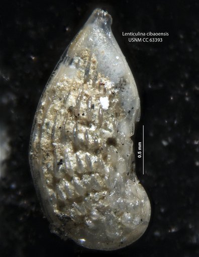 Lenticulina cibaoensis Bermúdez, 1949