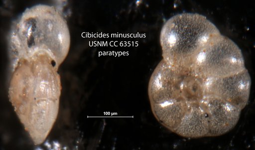 Cibicides minusculus Bermúdez, 1949