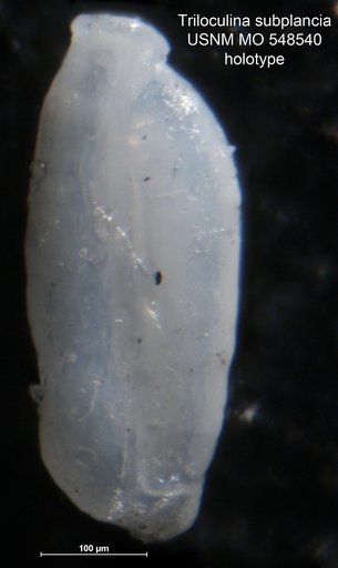 Triloculina subplanciana Cushman, 1954