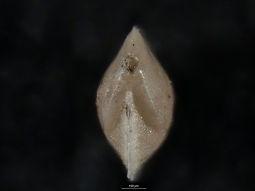 Robulus revoltus Israelsky, 1955