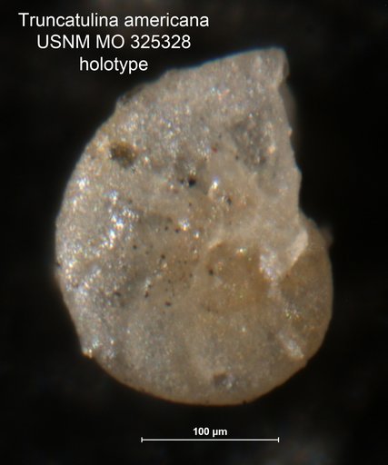 Truncatulina americana Cushman, 1918