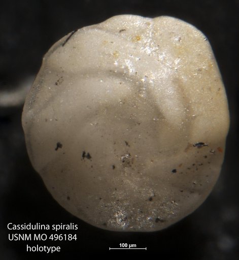 Cassidulina spiralis Natland, 1938