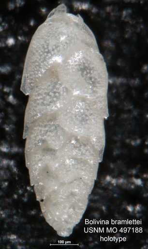 Bolivina bramlettei Kleinpell, 1938