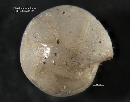 Cristellaria americana Cushman, 1918