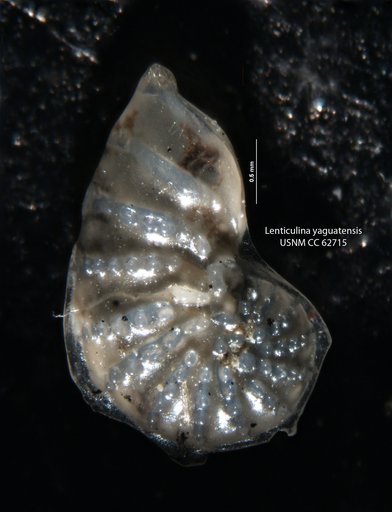 Lenticulina yaguatensis Bermudez, 1949
