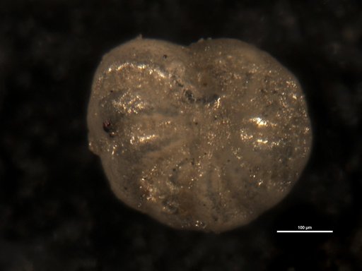 Elphidium omotoensis Dorreen, 1948