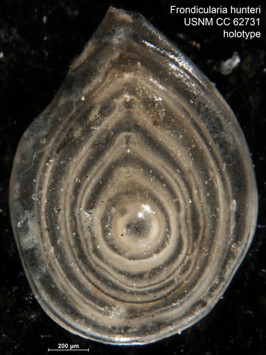 Frondicularia hunteri Bermúdez, 1949