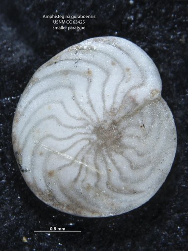 Amphistegina guraboensis Bermúdez, 1949