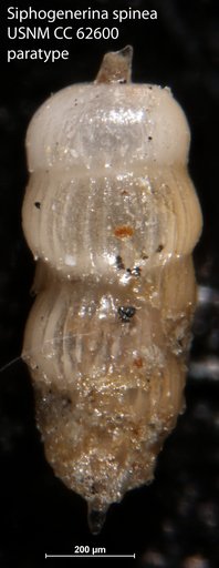 Siphogenerina spinea Bermúdez, 1949