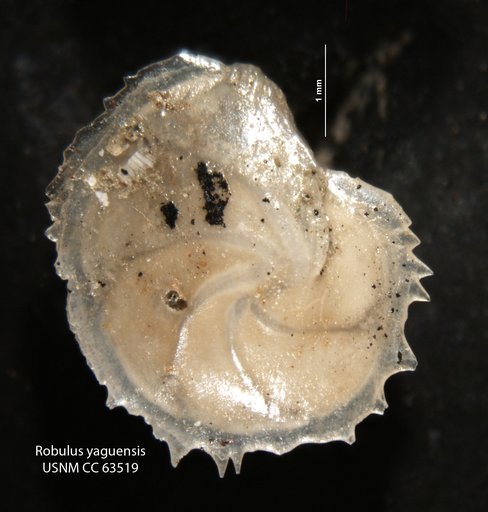 Robulus yaquensis Bermudez, 1949