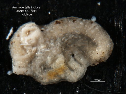 Ammovertella inclusa (Cushman & Waters, 1927)