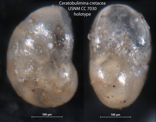 Ceratobulimina cretacea Cushman & Harris, 1927