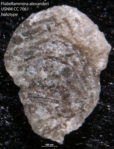 Flabellammina alexanderi Cushman, 1928