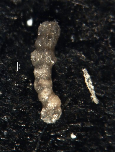 Ammobaculites spirans Cushman & Waters, 1927