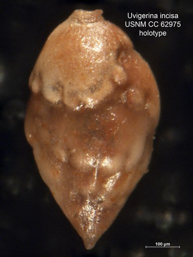 Uvigerina incisa Bermúdez, 1949