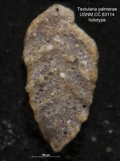 Textularia palmerae Bermúdez, 1949