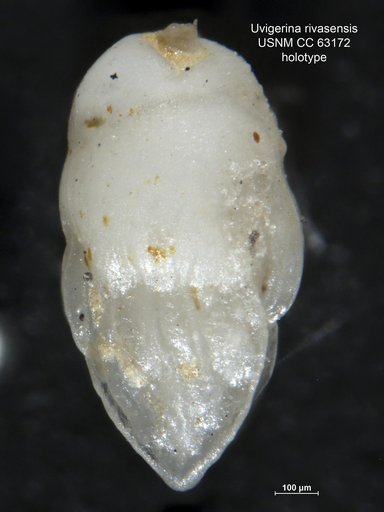 Uvigerina rivasensis Bermúdez, 1949