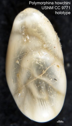 Polymorphina howchini Cushman & Ozawa, 1930