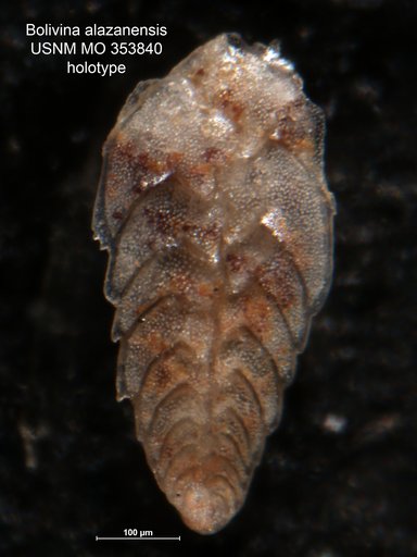 Bolivina alazanensis Cushman, 1926