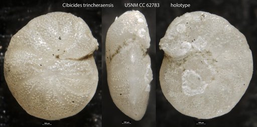 Cibicides trincherasensis Bermudez, 1949