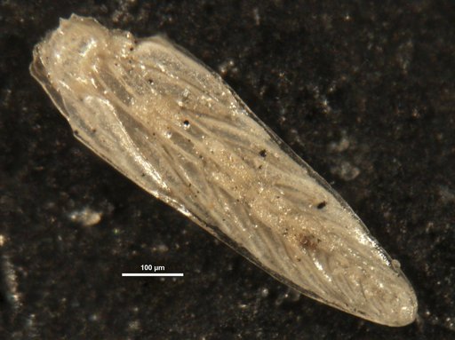 Plectofrondicularia trilineata Cushman, 1927