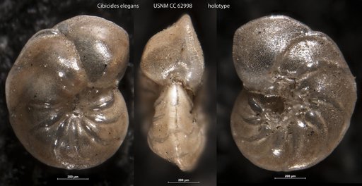 Cibicides elegans Bermúdez, 1949