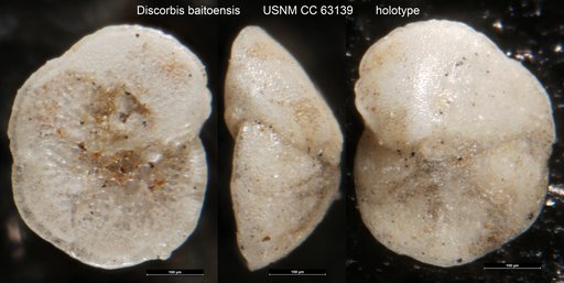 Discorbis baitoensis Bermudez, 1949