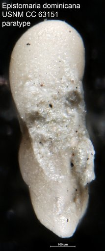Epistomaria dominicana Bermudez, 1949