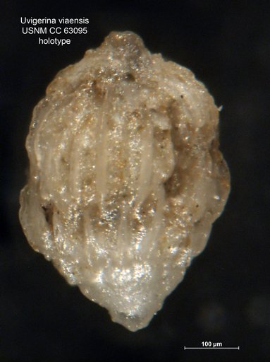 Uvigerina viaensis Bermúdez, 1949