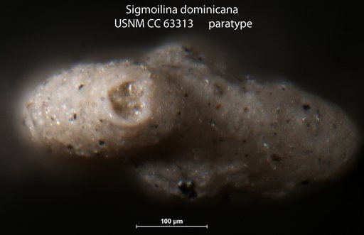 Sigmoilina dominicana Bermúdez, 1949