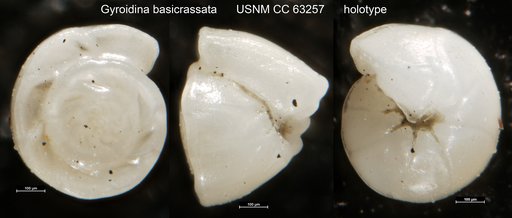 Gyroidina basicrassata Bermúdez, 1949
