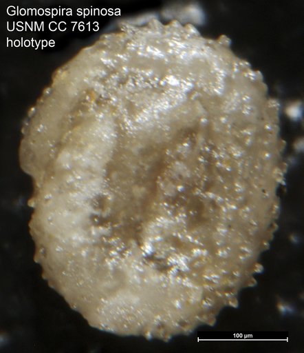 Glomospira spinosa Cushman & Waters, 1928