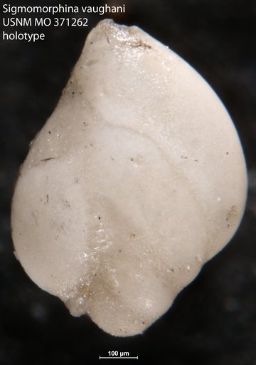 Sigmomorphina vaughani Cushman & Ozawa, 1930