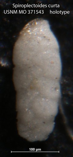 Spiroplectoides curta Cushman, 1933