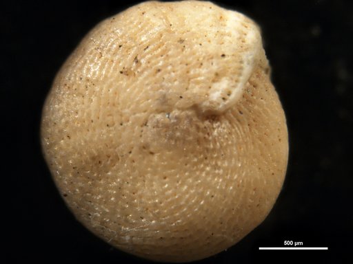 Elphidium guraboensis Bermudez, 1949