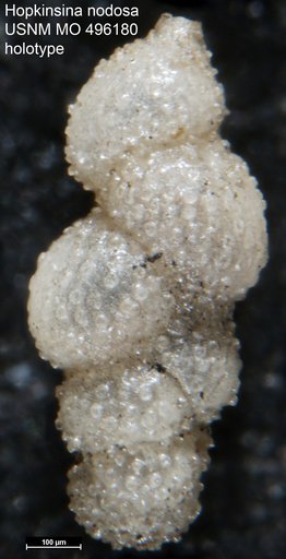 Hopkinsina nodosa Natland, 1938