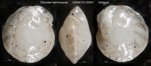 Cibicides heminwayae Bermúdez, 1949