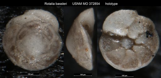 Rotalia bassleri Cushman & Cahill, 1933