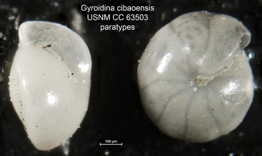 Gyroidina cibaoensis Bermúdez, 1949