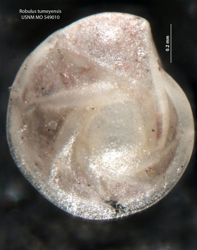 Robulus tumeyensis Israelsky, 1955