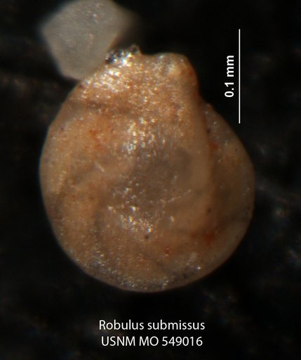 Robulus submissus Israelsky, 1955