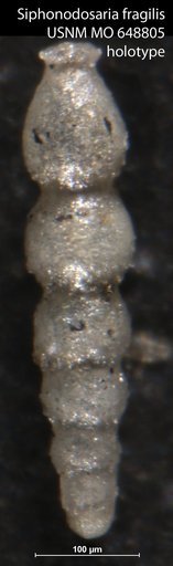 Siphonodosaria fragilis Todd, 1953
